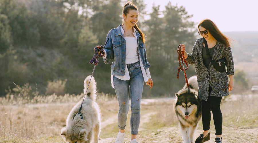 laisse pour chien simple