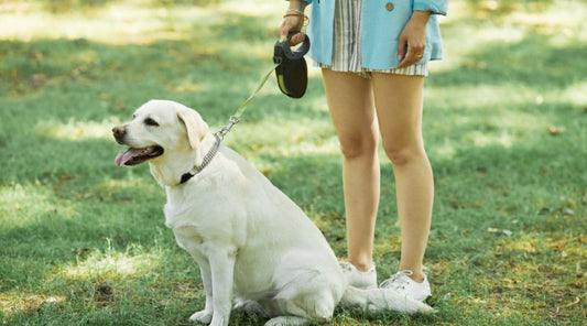laisse-pour-chien-taille -moyenne