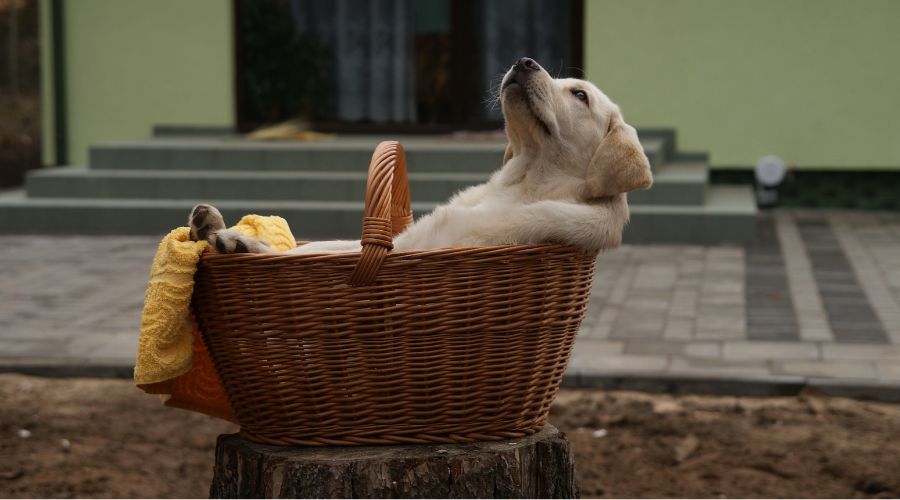 panier-chien-confortable