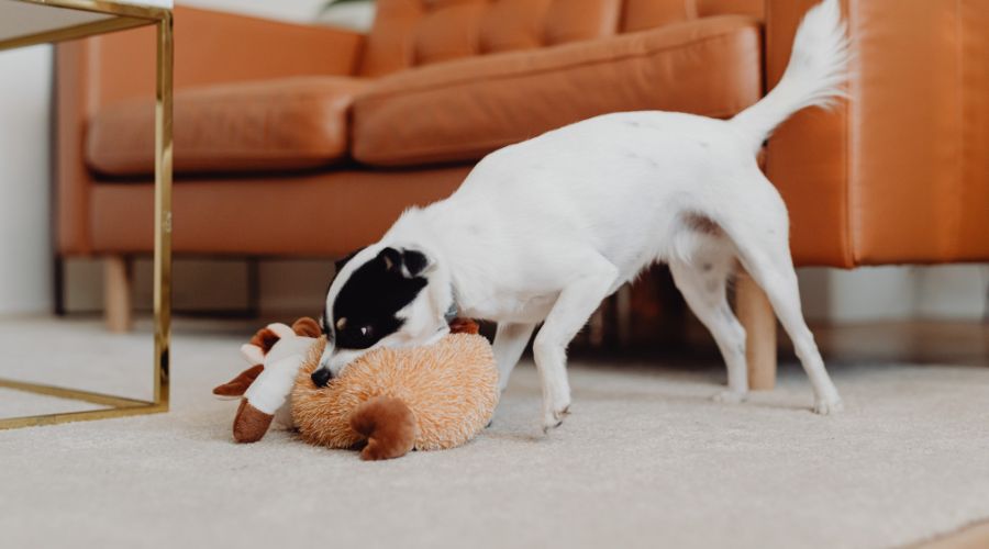 peluche-pour-chien