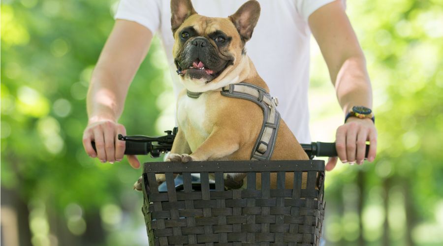 sac-de-transport-pour-chien-panier