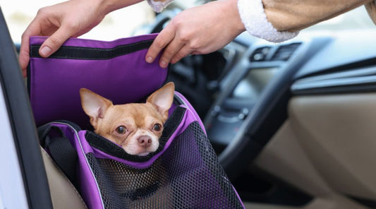 sac-de-transport-pour-chien-petite-taille