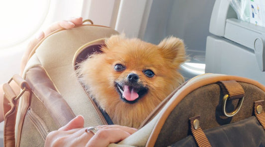 sac-de-transport-pour-chien