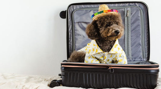sac-de-transport-pour-chien