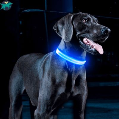 Collier lumineux chien | SafeCo™