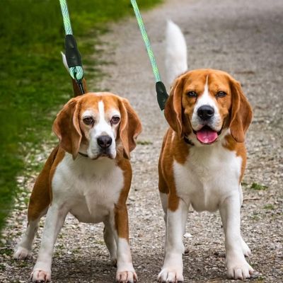 Laisse-double-pour-chien-vert-moyen