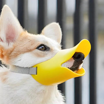 Museliere-chien-bec-canard-chien-taille-moyenne