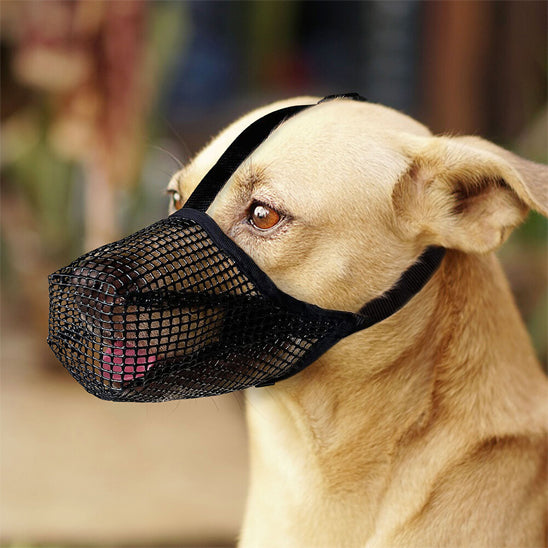 Muselière-chien-filet-noir-chien-moyen