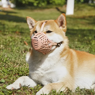 Museliere-pour-chien-taille-moyenne