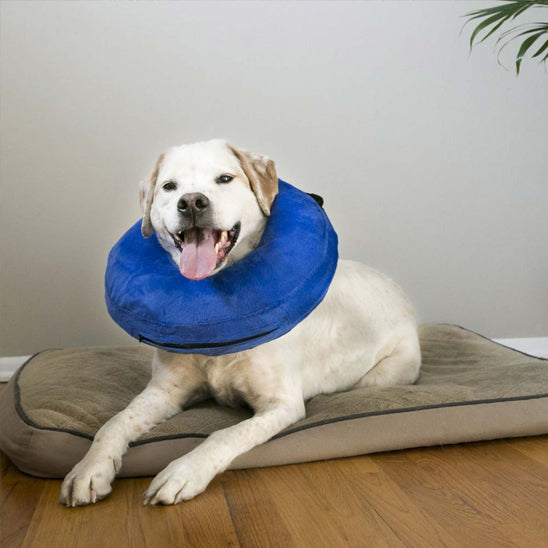 collerette chien gonflable