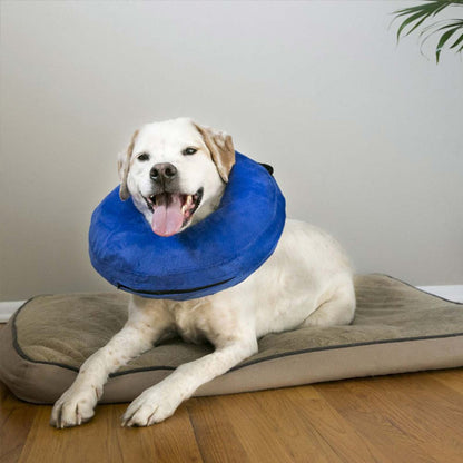 collerette chien gonflable