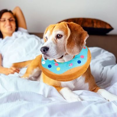Collerette chien | AirShield™