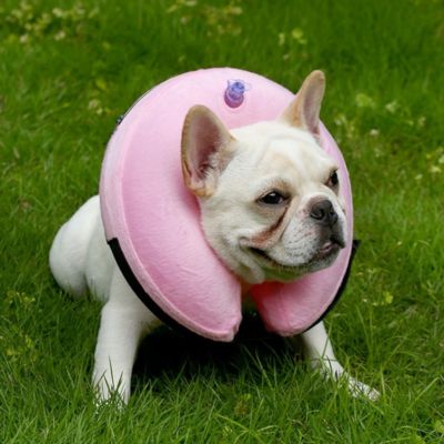 collerette chien rose