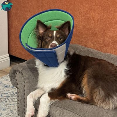 Collerette chien | ComfyCone™