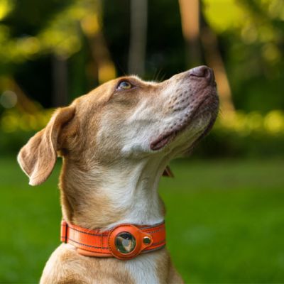 collier-chien-avec-gps-orange