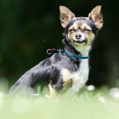 Collier chien | TrueGuide™