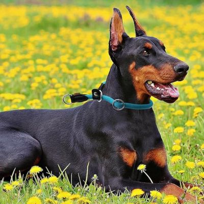 Collier chien | TrueGuide™