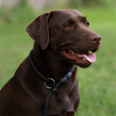 Collier chien | TrueGuide™
