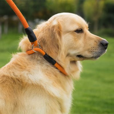 Collier chien | TrueGuide™