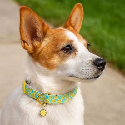 collier-chien-coton-motifs-citron