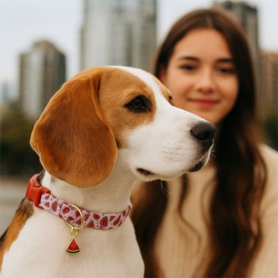 collier-chien-coton-motifs-pasteque