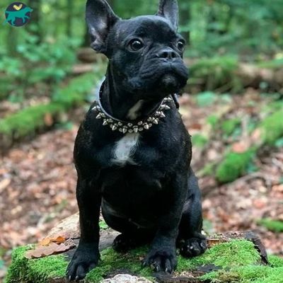 collier-chien-cuir