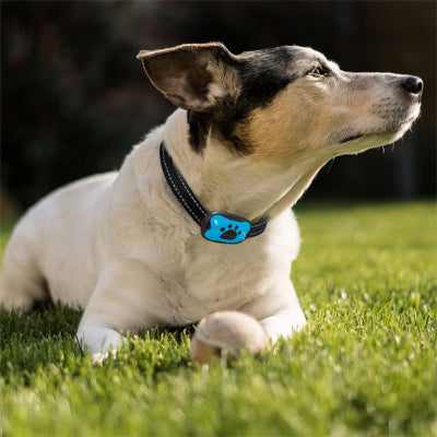 collier-chien-dressage-anti-aboiment