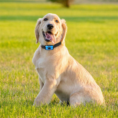 collier-chien-dressage-chien-de-grande-taille