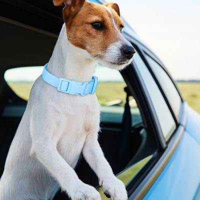 collier-chien-etanche-bleu-ciel