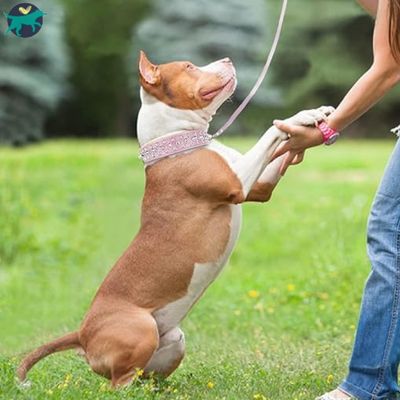 collier-chien-fille