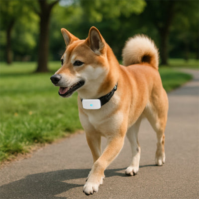 collier-chien-gps-chien-de-taille-moyenne