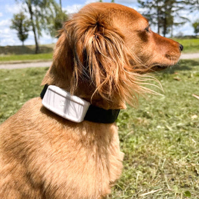 collier-chien-gps-grand-chien