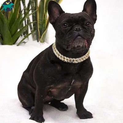 collier-chien-gros_f2e5e8f6-21ee-4ac1-a0f4-667eb6a0ff28