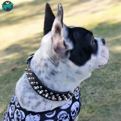 collier-chien-noir_e8e7e163-8850-4bb3-96ce-77ff1fb142af