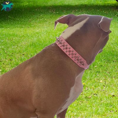collier-chien-rose_4066220e-c6aa-4a16-bcb9-bfc86ad89edf