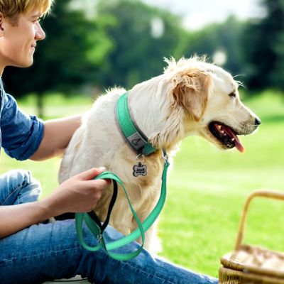 collier-chien-turquoise