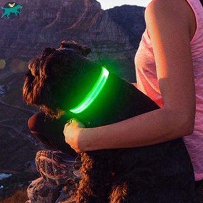 collier-lumineux-chien-balade_1b2afc40-56c3-4da5-ba92-c31c1b25ec80
