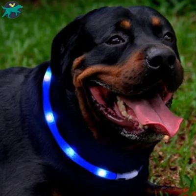 collier-lumineux-chien-bleu