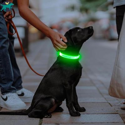 collier-lumineux-chien-petit