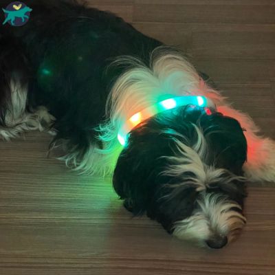 collier-lumineux-chien-qualité