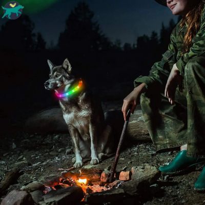 collier-lumineux-chien-rechargeable