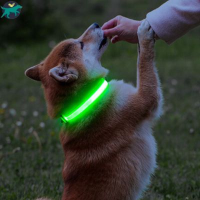 collier-lumineux-chien-soir