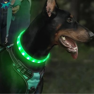 collier-lumineux-chien-vert