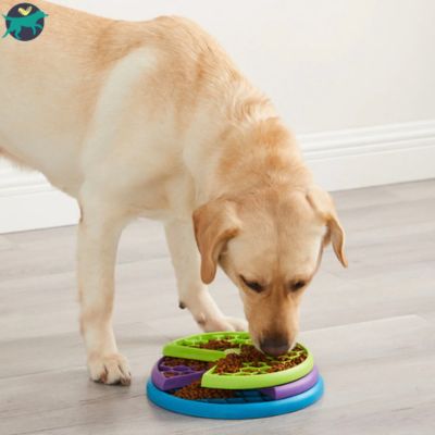 gamelle anti glouton pour chien
