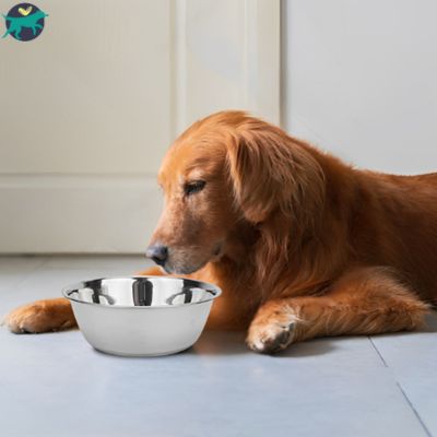gamelle chien acier inox