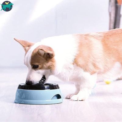 gamelle chien bleue