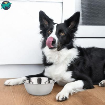 gamelle chien eau