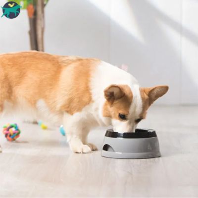 gamelle chien grise