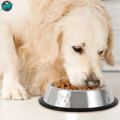 gamelle chien inox