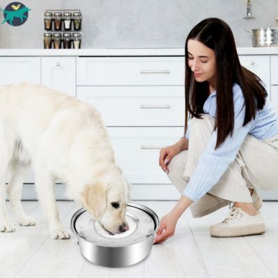 gamelle-chien-pratique_58bc0ee3-f284-40ce-9760-48653fc4be91